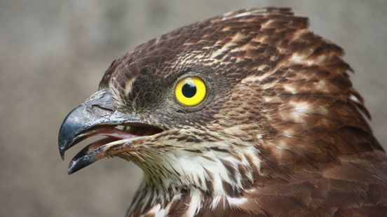 Gedoe met windmolens vanwege de wespendief