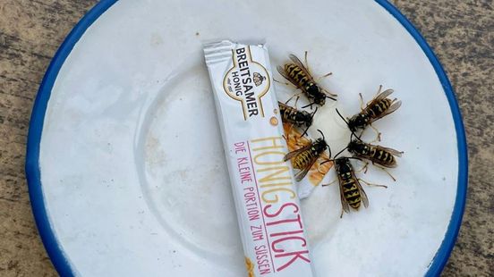 Heerlijk, dat colaatje op het terras... maar dat vindt de wesp ook