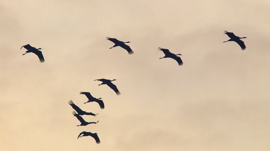 Vogelaars opgewonden vanwege oostenwind