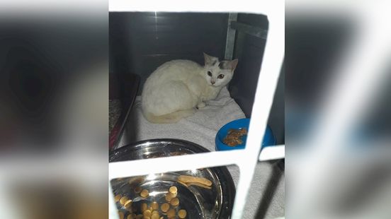 verstoring Hong Kong pad Katten in dichtgeplakte kattenbak gedumpt in Enschede - RTV Oost