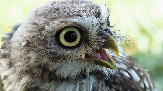 Deze Achterhoekse vinding voorkomt dat jonge steenuilen massaal verdrinken