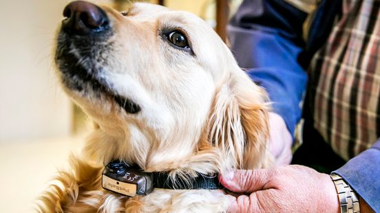 profiel navigatie Raap bladeren op Pijn, verwonding en stress: Kollumer hondencoach blij met verbod  stroomhalsband - Omrop Fryslân