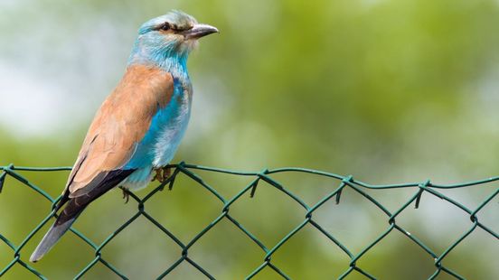 Deze bijzondere en kleurrijke vogel heeft zich laten zien in Gelderland