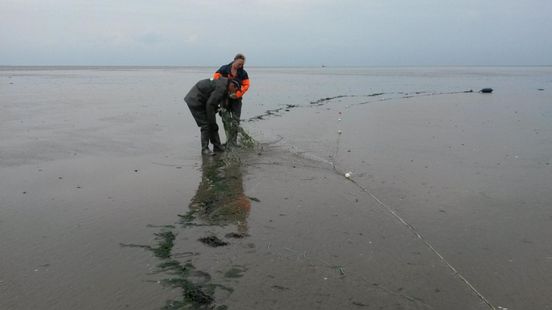 geleider karbonade Een goede vriend Waddeneilanden pleiten voor toestaan recreatief vissen op zeebaars met staand  want - Omrop Fryslân