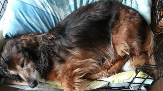 Tibo (17) is al dagen zoek, hond verdwenen tijdens wandeling