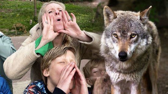 Linda gaat wolven spotten op de Veluwe