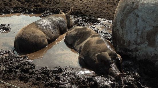 Deze varkens eten afval uit supermarkt, maar liggen straks zelf tussen het vlees