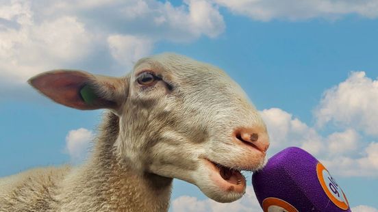 Zwangerschapsecho voor heideschapen: bij herder Daphne is dat heel normaal