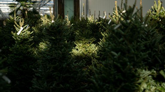 Nieuwe betekenis vrije tijd mengsel Kerstbomen in soorten en maten: ze laten zich allemaal versieren - RTV  Drenthe