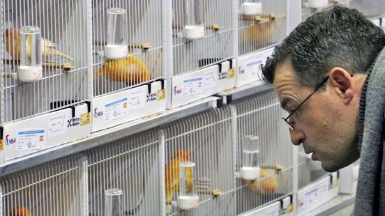 Grote vogelshow gaat door: 'Maar het kan zo misgaan'