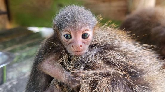 spuiten Andere plaatsen Gluren Beschuit met muisjes in Avifauna: bijzonder aapje geboren - Omroep West