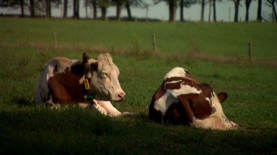 Hoe maak je nieuwe natuur? Britse experts leggen het uit