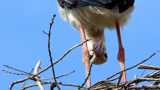 Hier werd maar één ooievaar geteld tijdens ooievaarstelling