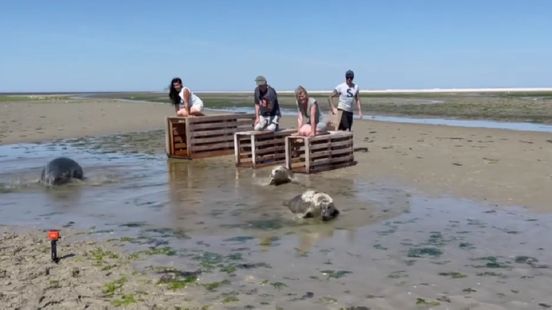 Verstrikte zeehond na herstel weer de zee in: 'Zo bijzonder om te zien'
