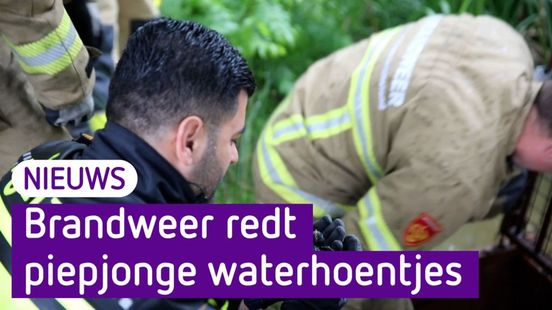 Brandweer redt piepjonge waterhoentjes