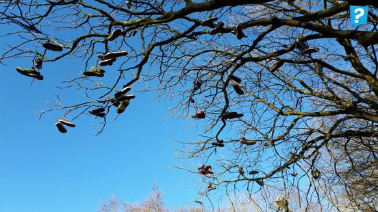 Zoek het uit! - Waarom hangen er schoenen in de boom bij de skatebaan in  Assen? - RTV Drenthe