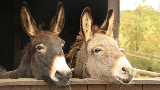 Omstreden dierenverhuurder onder vergrootglas na overtreding