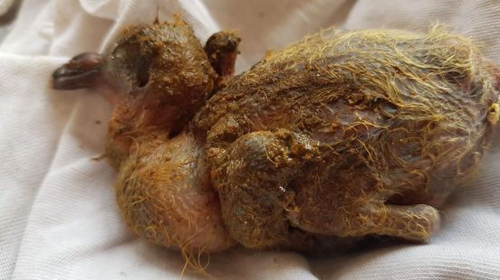 Woede na dumpen vogels in poepzakje: 'Dit is moreel verwerpelijk'