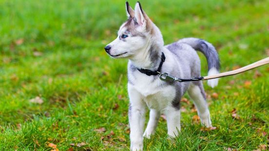 met de traditionele halsband voor honden, zegt deze dierenarts - Omroep Gelderland