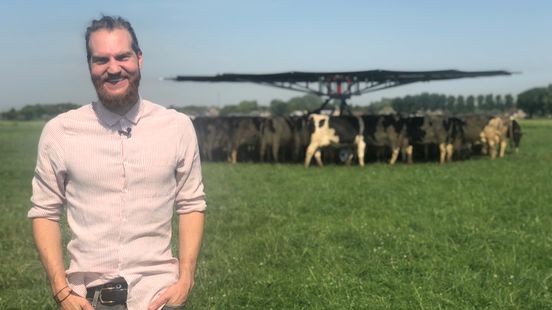 koeparasol en koeiendouche: zo houden boeren hun dieren koel Omroep Gelderland