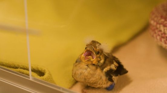Dit moet je zien: een erg hongerig vogeltje krijgt eten