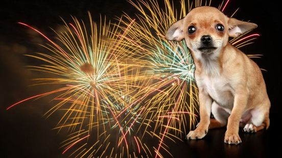 'Honden getraumatiseerd door vuurwerk', zegt deskundige