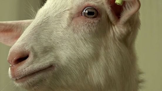 Onrust over geiten: 'Zorg voor onze gezondheid, dat mag je toch wel vragen?'