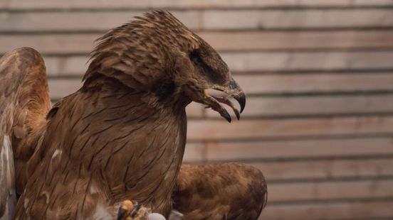 Dit moet je zien: een roofvogel met één oog