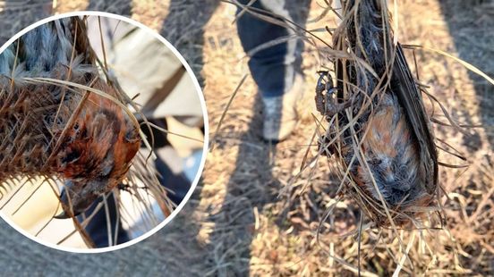 Vogel sterft door lijmstokje: 'Triest dat iemand dit doet'