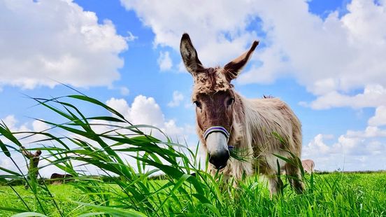 type Raap toenemen Wandelen en knuffelen met de ezels mag niet, Ezelhuis in financiële nood -  Omroep Zeeland