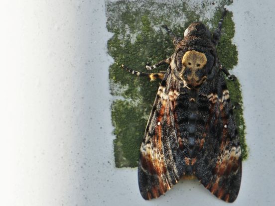 Zeldzame doodshoofdvlinder zit doodgewoon op lantaarnpaal in Papendrecht