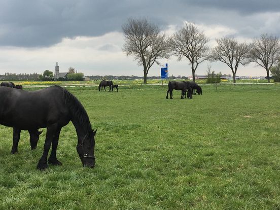 Fabel Bestrooi Opname Friese paarden gaan via Hoeksche Waards 'datingbureau' de hele wereld over  - Rijnmond
