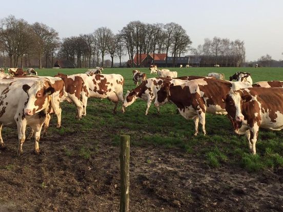 Raad van State: koeien in de wei leiden niet altijd tot extra stikstofuitstoot