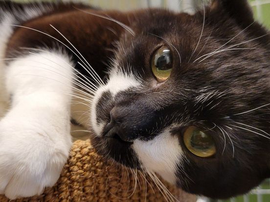 Opvang dierenambulance vol kittens: 'Zoekt u een kat? Kijk eens bij ons'