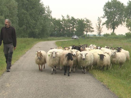 Hoe wordt schapenwol weer waardevol?