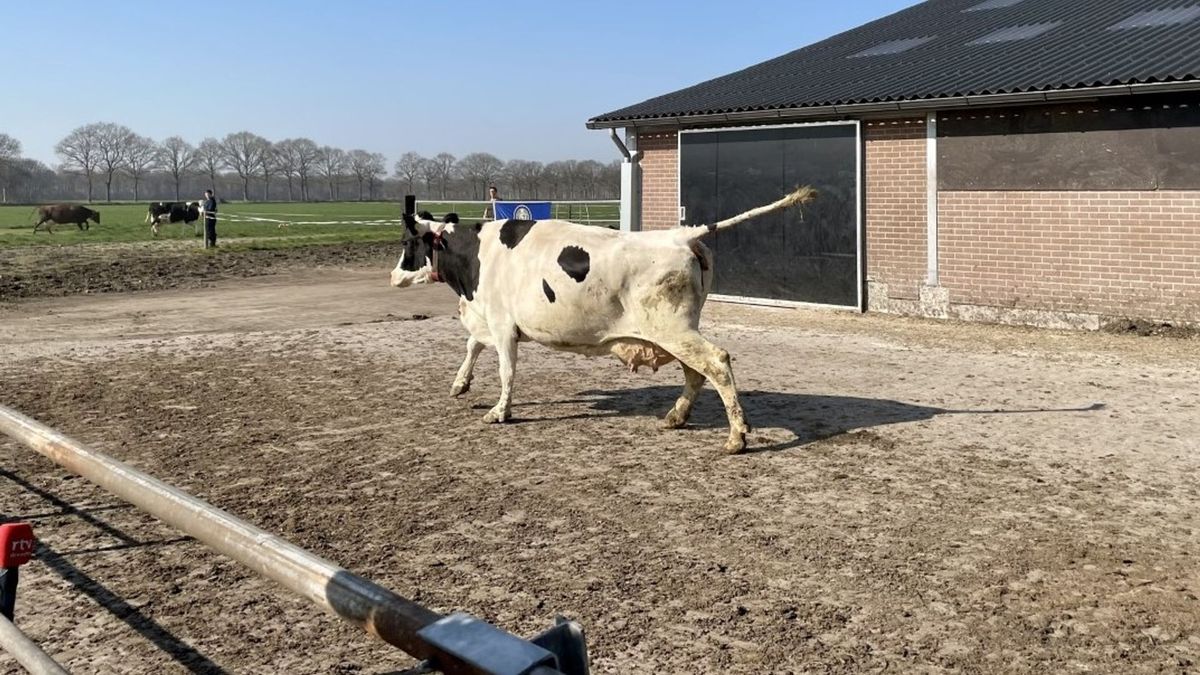 Koeien voor het eerst weer de wei in: 'Mooiste dag van het jaar'
