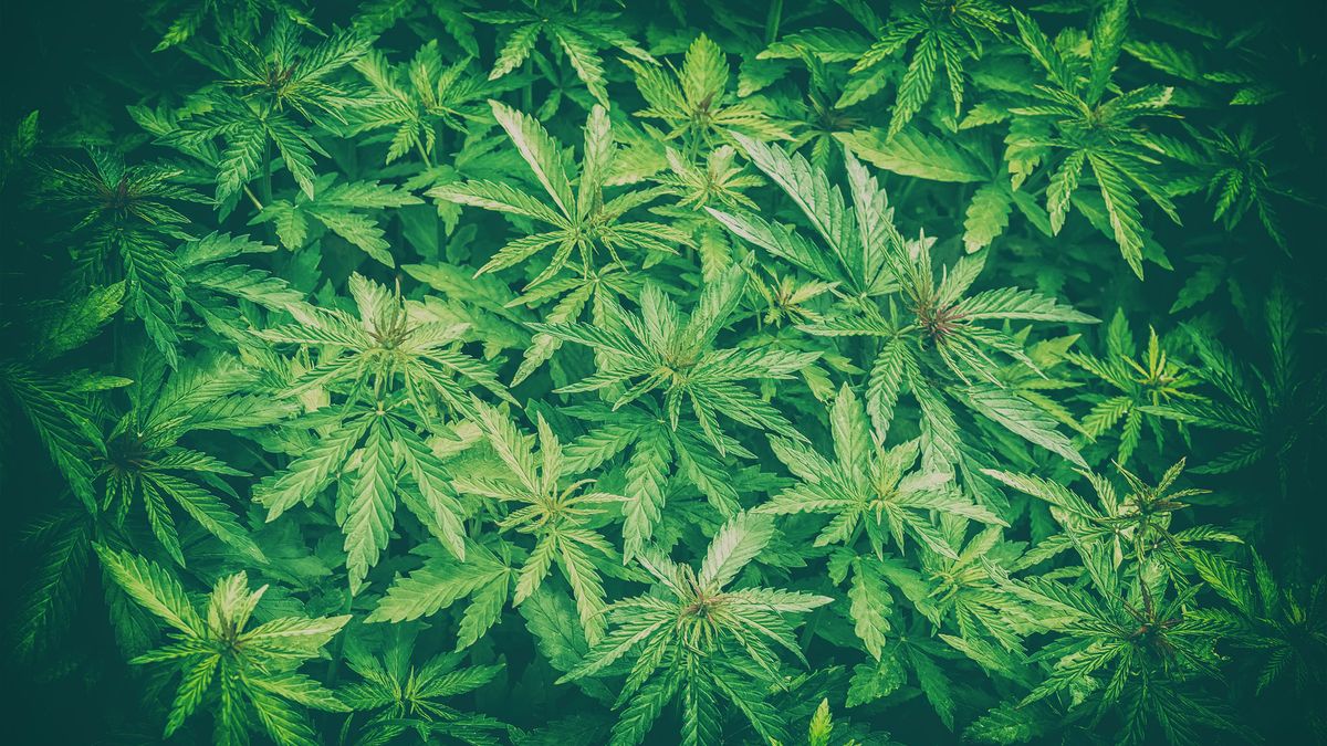 Man opgepakt bij drugsactie in Ottersum