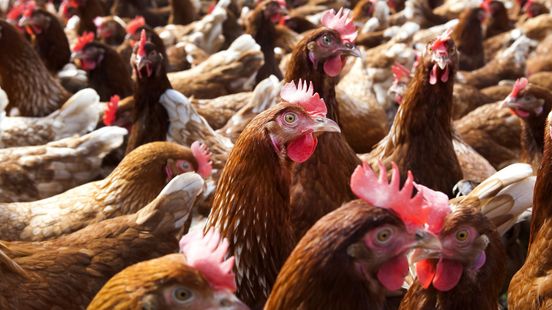Vogelgriep in Neede: bijna 100.000 hennen geruimd