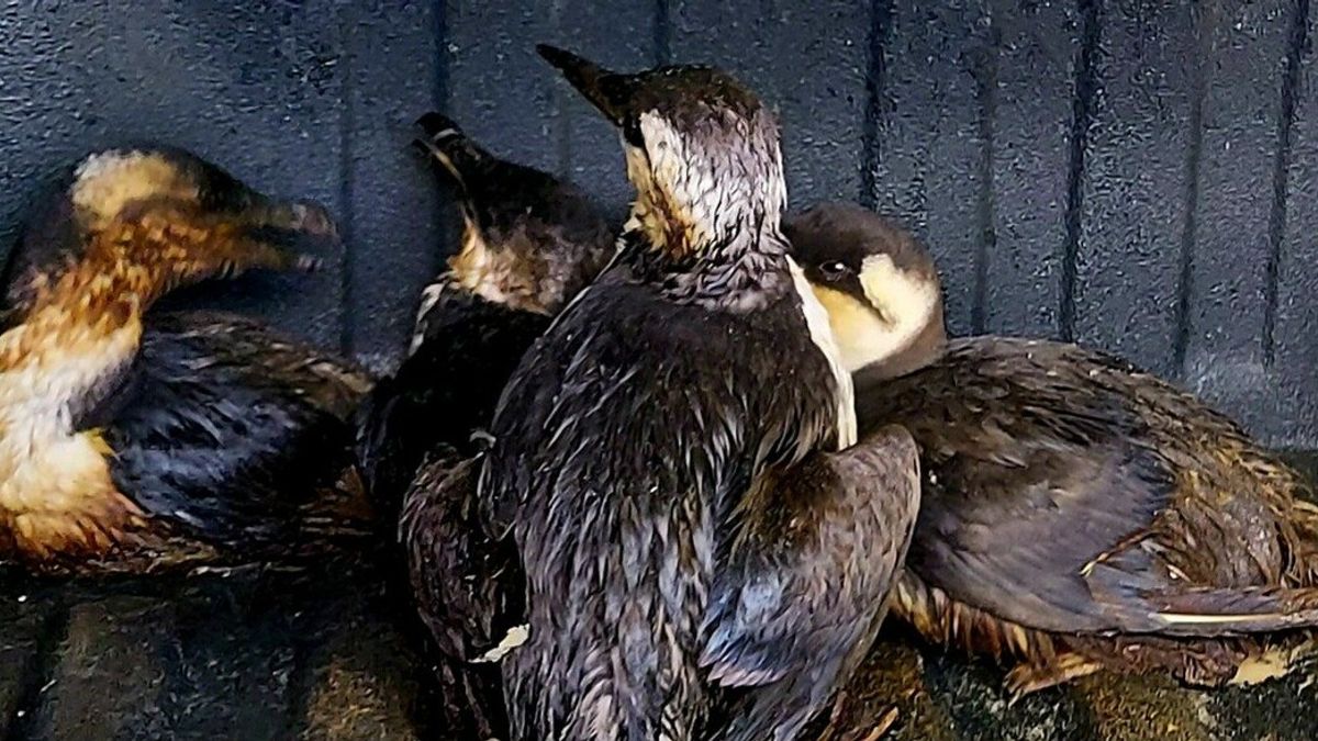 Olieslachtoffers op Waddeneilanden: dozen vol met vogels naar opvang gebracht