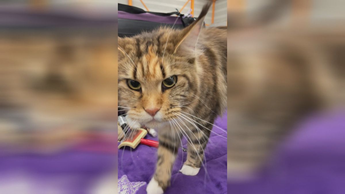 Heel veel katten in De Lier