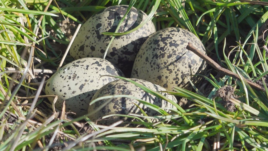 Nest van de kievit, meestal met vier eieren