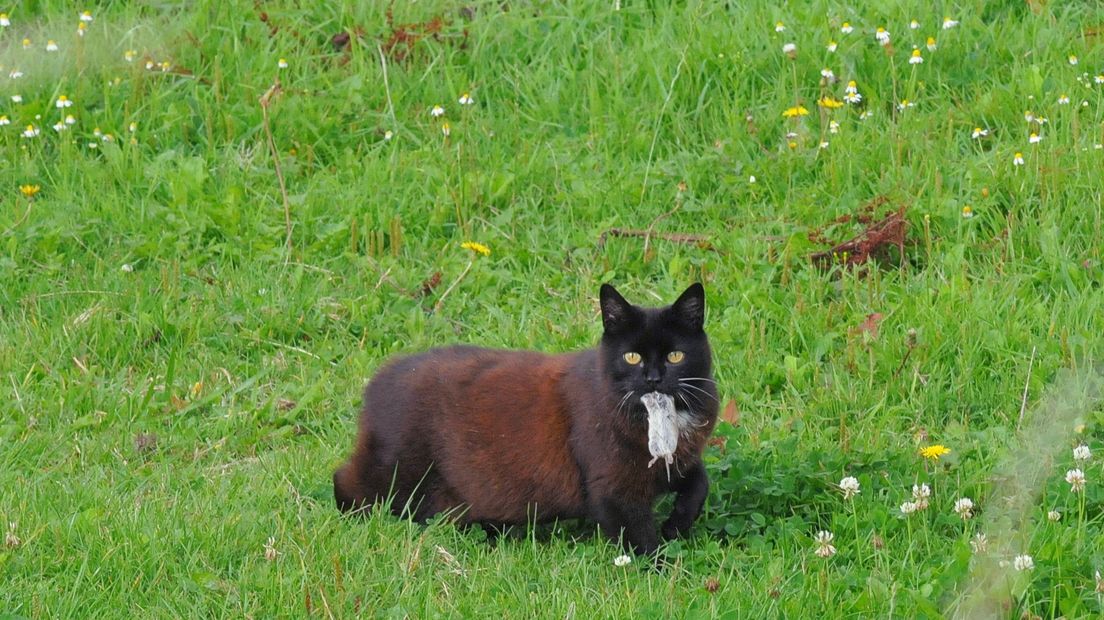 Deze kat jaagt in het wild, maar is het een verwilderde kat? In dit geval niet...