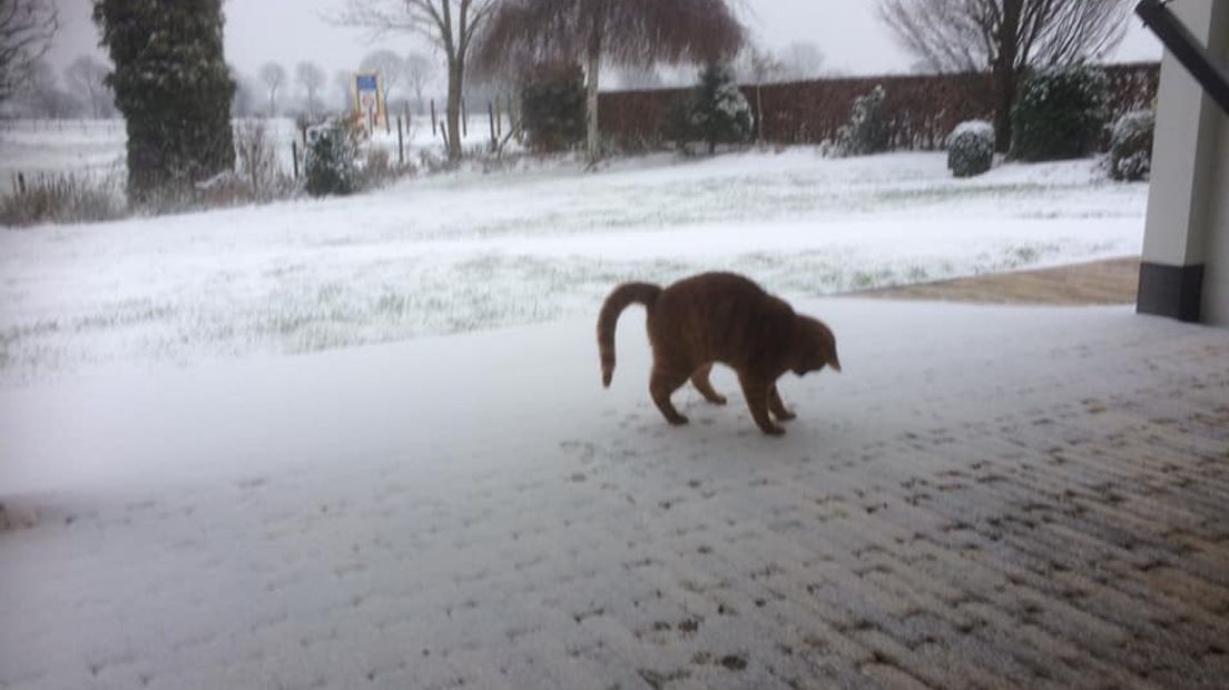 Eerste keer sneeuw voor kat Mimi.
