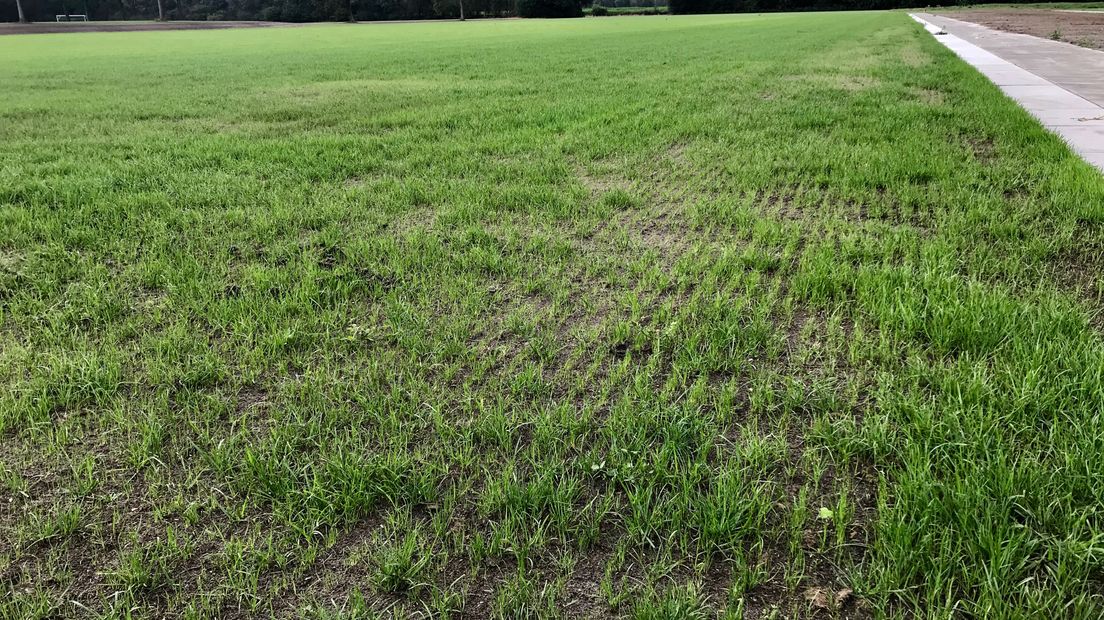 Het ingezaaide gras op het sportpark in Borger komt nog niet snel op. (Rechten: RTV Drenthe/Jeanine Hofsteenge)