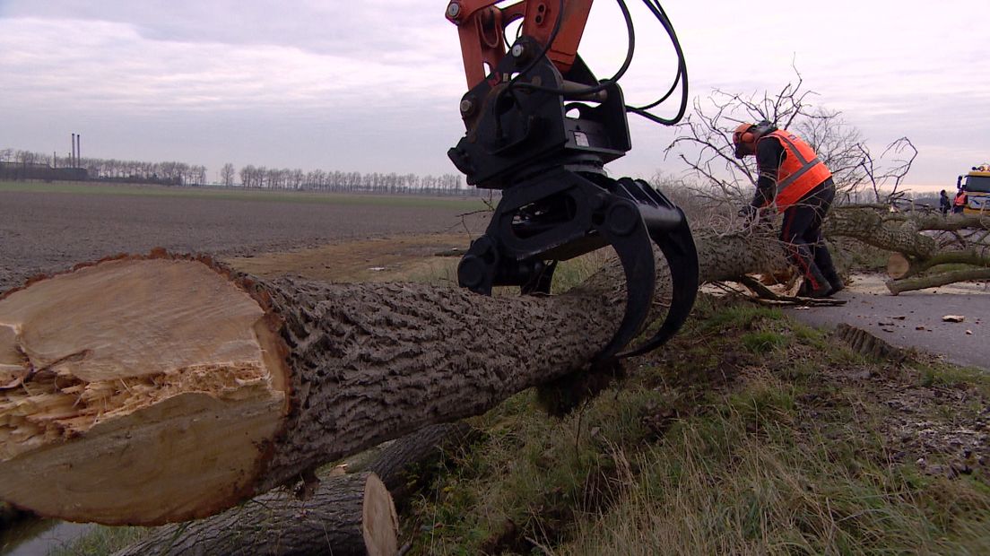 Kritiek op bomenbeleid waterschap komt van alle kanten