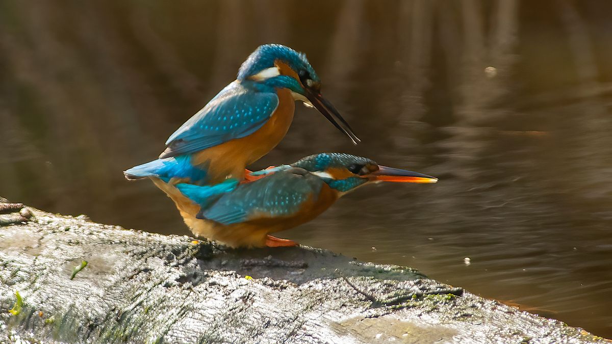 Limburg Kiekt: Merselo, Heythuysen, Wijnandsrade en...