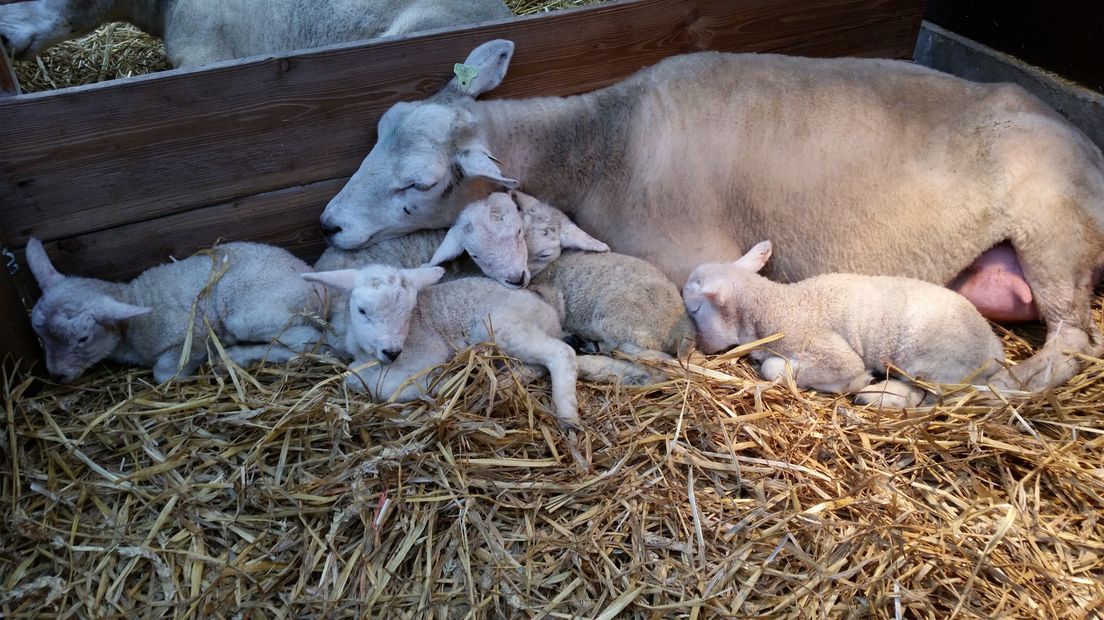 Bij zorgboerderij Tokhok in Arnhem werd vanochtend beschuit met muisjes gegeten. Daar werd maandag een lammetjesvijfling geboren. Dit tot grote verrassing van eigenaresse Esther van Kemp. Een vijfling is misschien niet uniek, maar wel zeldzaam. Suggesties voor leuke namen voor de lammetjes zijn welkom.