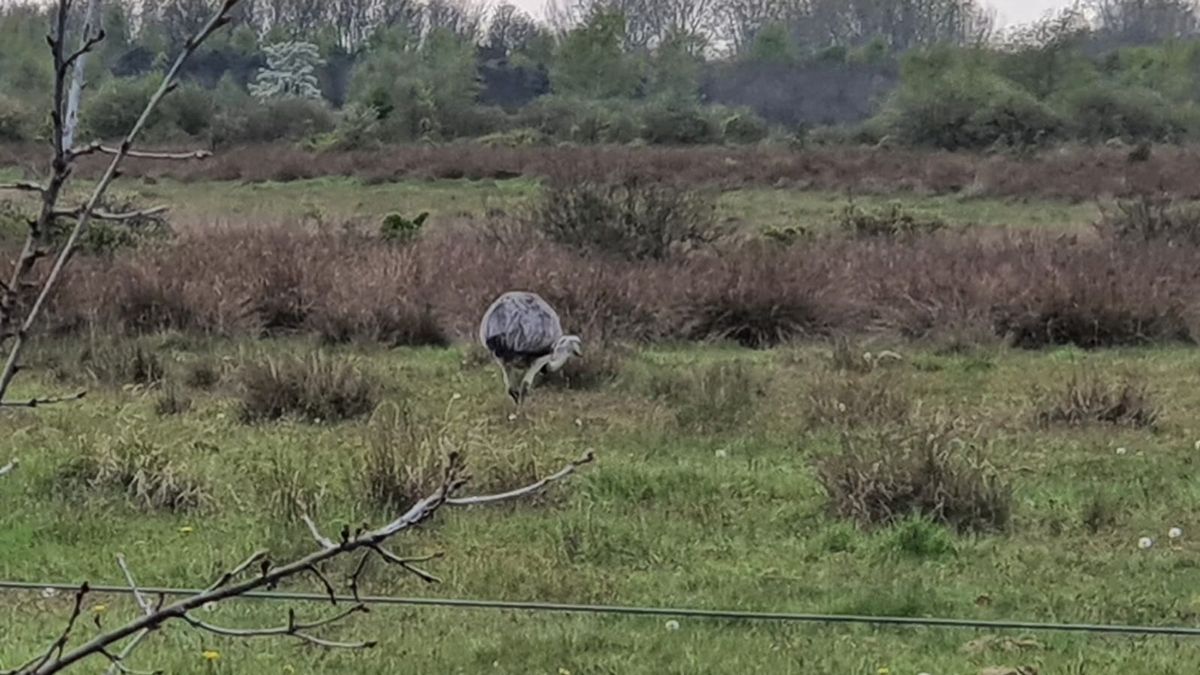 Loslopende nandoe gespot bij Nieuw-Balinge, maar 'Struisje' laat zich nog niet vangen