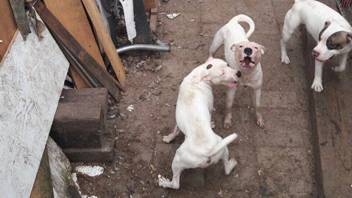 22 verwaarloosde honden in beslag genomen in Assen