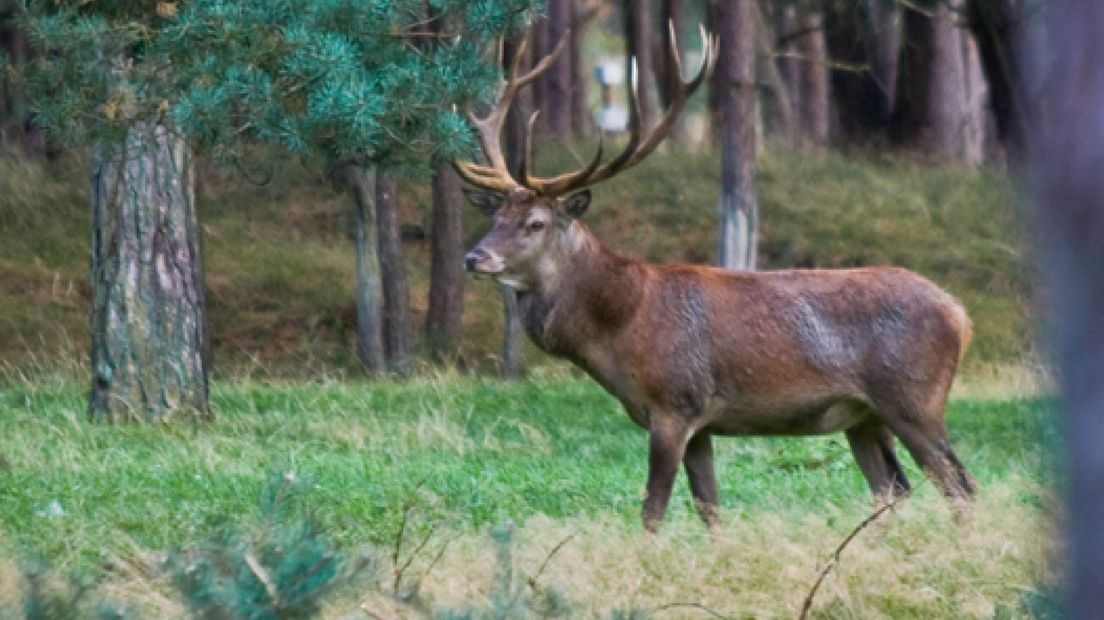 De bronsttijd, de jaarlijkse paartijd van de edelherten, komt dit jaar later op gang.